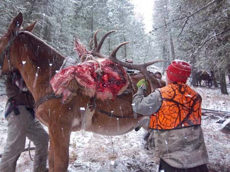 Horses in mountain backcountry